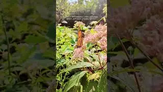 That feeling when beauty comes to you 🦋 #garden #pollinators #pollinatorprotection #monarch