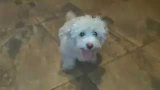 Snowy and Baxter play time 