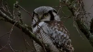 Northern hawk-owl,Haukugle,Ястребиная сова,Chouette &eacute;pervi&egrave;re,Sperbereule,Sperweruil,Ulula,オナガフクロウ