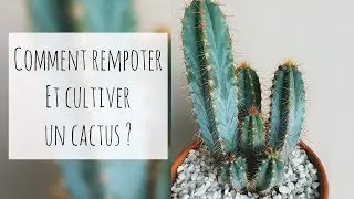COMMENT REMPOTER UN CACTUS ? Tout savoir de A-Z