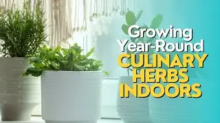 Growing Year-Round Culinary Herbs Indoors