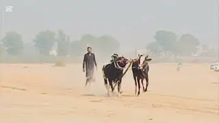 بیل دوڑ