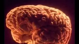 THE MIRACLE IN THE AUDITORY SYSTEM - THE HEARING CENTER