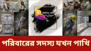 মাজহার উদ্দিন ভাইয়ের Bird Farm Tour 🐦 | Budgie & Finch Breeding Tips | Pet Bird Farm in Bangladesh