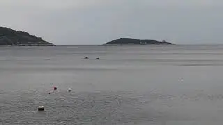 Dupini u vi&scaron;koj vali