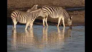 Southern Africa Overlanding and Wildlife - Channel Intro - 2023 Tour