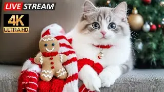Peaceful Holiday Cat TV Music 🎵 Cozy Christmas Piano for Deep Rest and Healing Vibes 😻✨