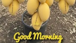 Suja Kochummen is live! ഗുഡ് മോർണിംഗ് 🥰🥰