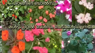 ബ ൾസം കട്ടിങ് വില്പനയ്ക്ക് മൾട്ടിപറ്റൽ സാധാ ഹാങ്ങിങ് ബോൾസo വില്പനയ്ക്ക്🌱🌹