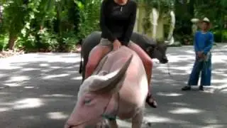 sue rides water buffalo