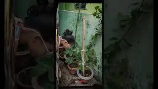 Planting hope, one tree at a time #tree #plantation #viralshort #treesforever #plantatree #growtree
