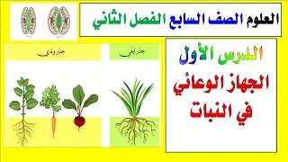 الدرس الثاني ( الجهاز الوعائي  ) الثغور النتح اوعية الخشب اللحاء العلوم الصف السابع الفصل الثاني