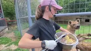 Feeding Hyenas at Animal World & Snake Farm Zoo | Wild & Intense! 🐾🦴