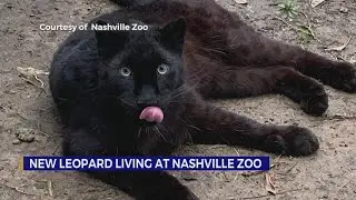 World&rsquo;s &lsquo;most threatened cat species&rsquo; is the newest addition to the Nashville Zoo