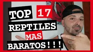 TOP 17 REPTILES M&Aacute;S BARATOS!!!!!DESDE 5&euro; A 50&euro;!!