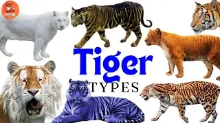 Learn 21 Types of Tiger species Names in English for kids #kidslearning #tiger  #animals