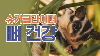 슈가글라이더에게 치명적인 뼈질환 sugar glider MBD animal hospital