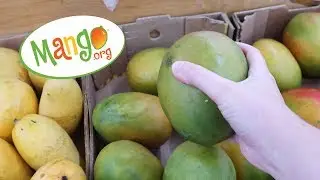 Learn how to choose a ripe mango! | National Mango Board Vlog