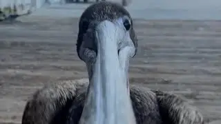#birdattack  This #dude was #nochill #Lol #Funnyvideos #Animalvideos #Whenanimalsattack #Attack