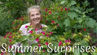 July Garden Surprises & Fionuala’s top Favorites!🌻💐#gardenadvice #gardendesign #garden 🌺