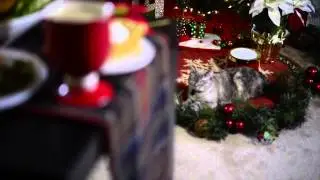 Grumpy Cat Stars in 'Hard To Be a Cat at Christmas' Music Video