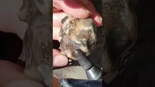 Fossil Shell Reveal #shorts