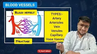Blood vessels in hindi|Types |Structure| Arteries| Veins|Capillaries|Vasa Vasorum|Arterioles|