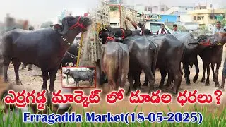 ఎర్రగడ్డ ఆదివారం గేదెల మార్కెట్ లో 