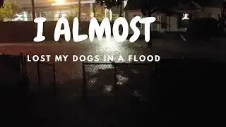 Flood almost killed my dogs