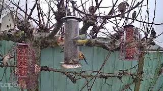 BackYard Bird Feeder Live Stream 18th Jan 2026