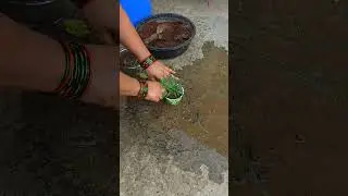 How to Plant Desert Petunia at Home 🌿 | Easy Flower Gardening #FlowerPlanting #GardeningTips