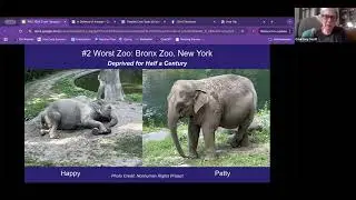 Big Reveal: 10 Worst Zoos for Elephants 2024
