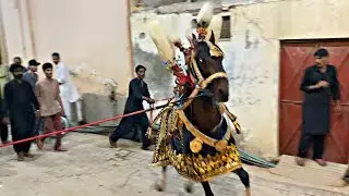 Raju Sheedi Ka Pir | Zuljanah Matami Juloos | 2 Safar 2023 | Matmi Pir Hyderabad Sindh Pakistan