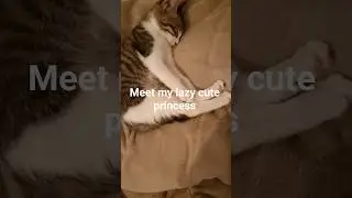 #SleepQueen #TooLazyToMove  #ForeverSleeping #CatMood #LazyVibe#CatLife #SleepyMood #DreamingCat