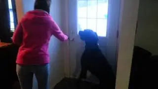 Crazy Great Dane excited for car ride.