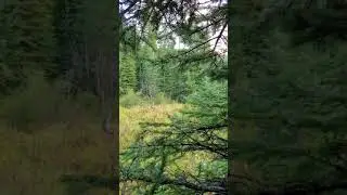 Washington Wolves at No Tellum Ridge- Part 1