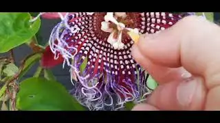 pollinisation passiflora quadrangularis