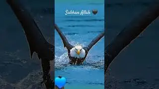 Subhan Allah #islamic #islamicshorts #islamicvideo #islam