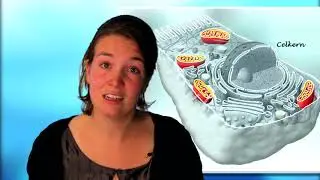 Biologie, Ordening - De 4 Rijken