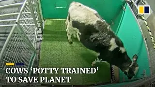 Scientists &lsquo;potty train&rsquo; cows to reduce greenhouse gas emissions