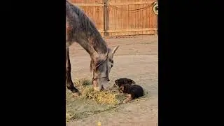 Dog and horses are good friends #love #dog #horse
