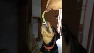 Greedy dog eating peas.
