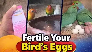 Birds Eggs infertility problem Solved