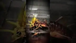 The relentless battle of the two fierce little bugs.
