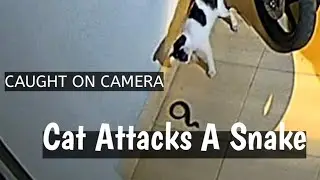 Caught on Camera A Cat Attacks A Snake in The Garage