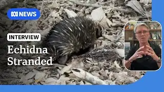 Locals appeal to Bindi and Robert Irwin to save animals on Bribie Island | ABC NEWS