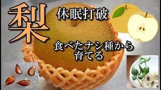 【食べた梨の休眠打破】春を待たずに発芽、ペットボトルで温室、梨はバラ科ナシ属の植物、バラ科は寒さを体感しないと発芽しない