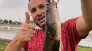 One Kg Snakehead Caught By Zakk Frog! मरल फ़िशिंग! Maral Hunt @zakkfishing!! Fishing video!!