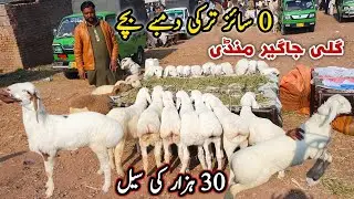 Sale 0 Size Turkey Dumba Kids | Gali Jageer Mandi Update February 2024