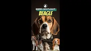 🐶Dog Breed Spotlight: Beagle #shorts